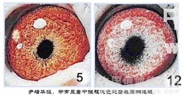 種賽鴿眼志的觀察心得