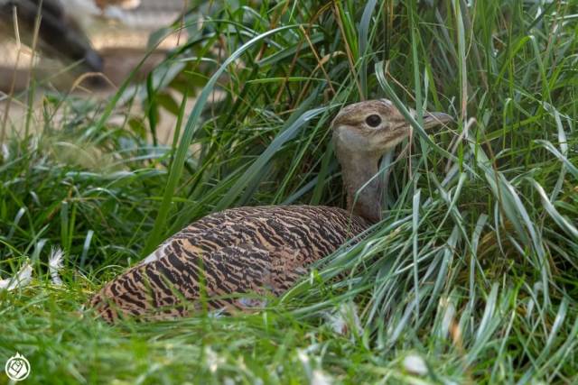 中国动物园游记 | 兰州动物园:千条铁栏后有没有宇宙