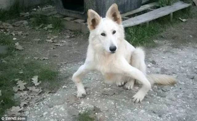 狗狗o型腿被主人抛弃,好心人救助后重拾健康!