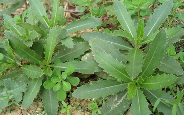 刺草,刺针草,刺棘草_大山谷图库