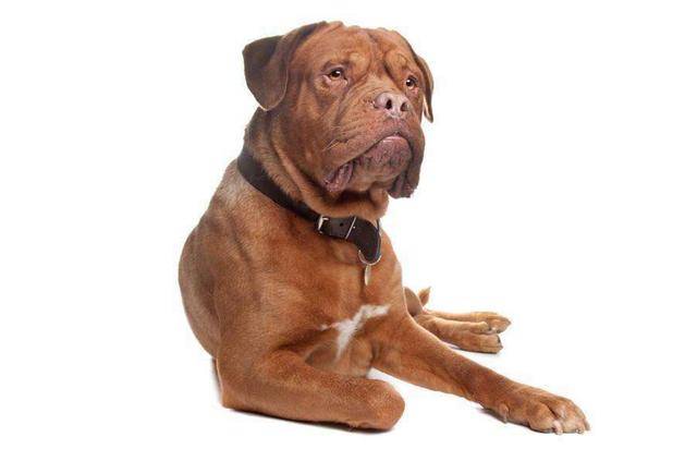 体型超大但寿命很短的几种狗,居然没一个能挺过九年