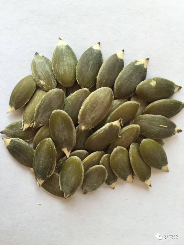 最新葫芦籽价格!