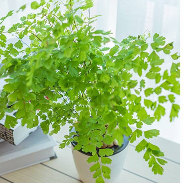 铁线蕨又叫铁线草,属铁线蕨科铁线蕨属植物.