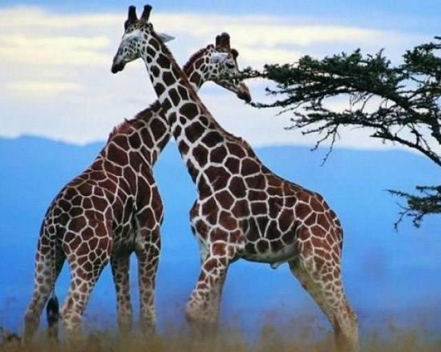 自然界为何有那么多动物是同性恋?科学家怎么