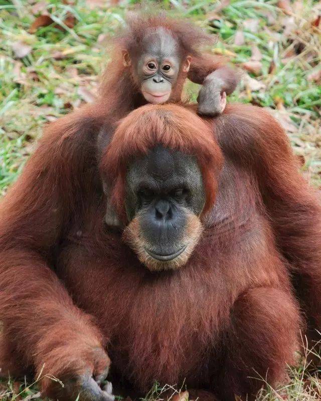 当猫奴?猩猩也会!上过大学的"神奇手语猩猩"离世,生前是超级猫奴