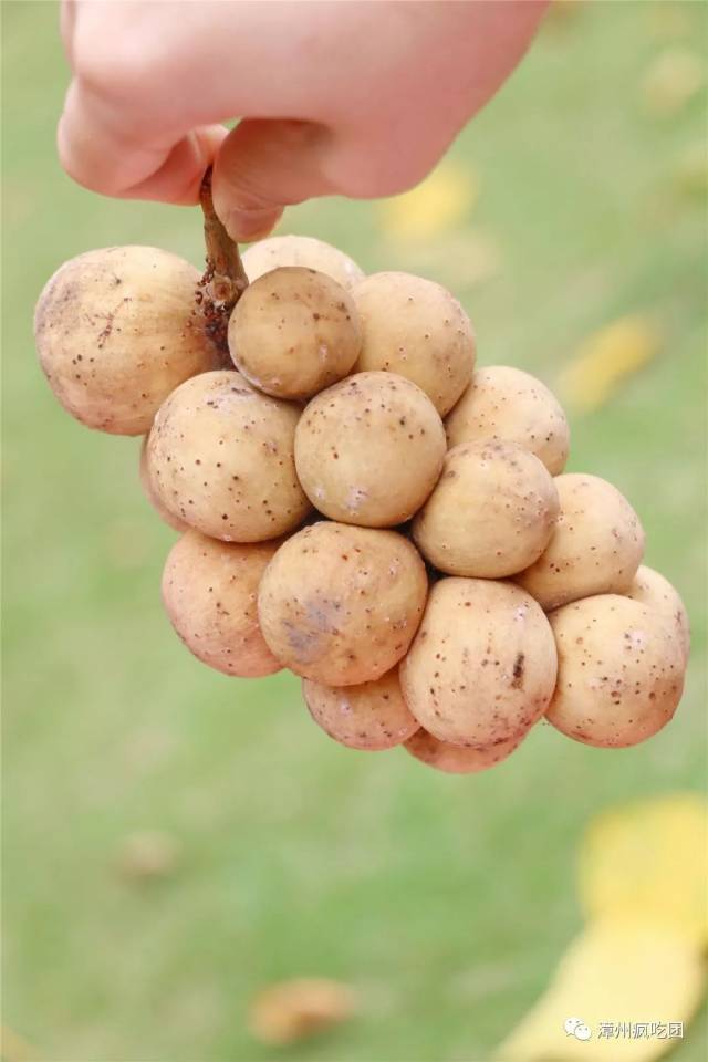 当地人因此将它称"爱情果" 意思是它与爱情的感觉很相似 先有神秘的