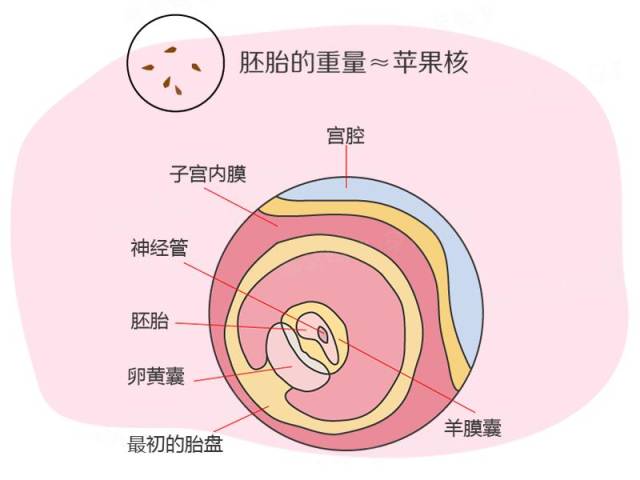 孕期40周指南:怀孕第5周 胎儿进入胚胎期