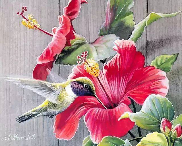 水彩花鸟：不同的手法，同样的美好_搜狐网