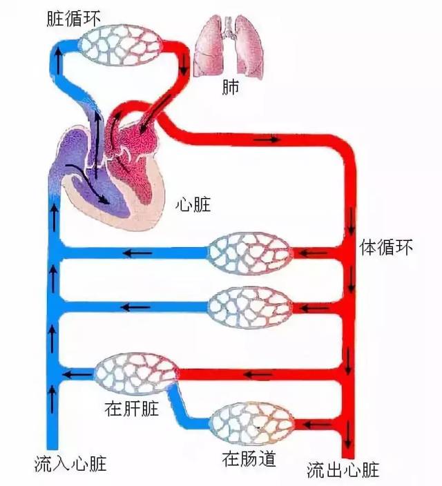 动脉,静脉及毛细血管结构