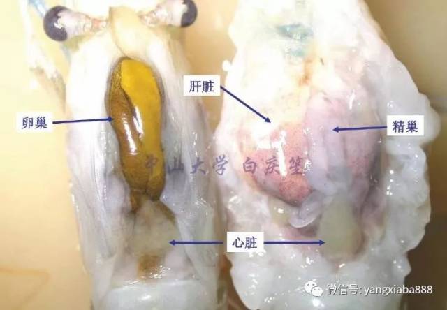 虾的排泄器官图片