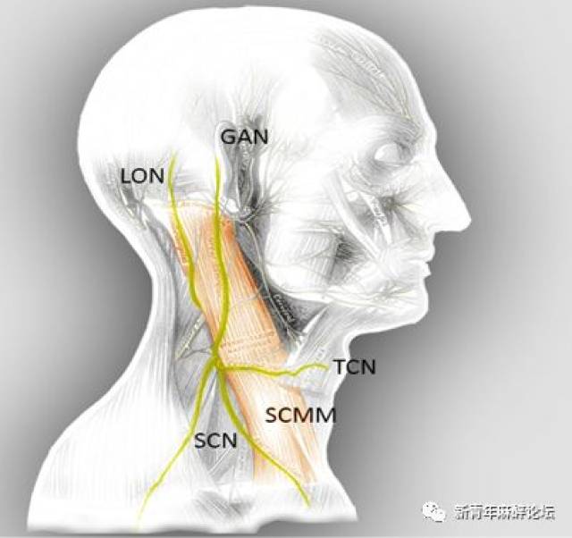 颈交感神经节位置图片