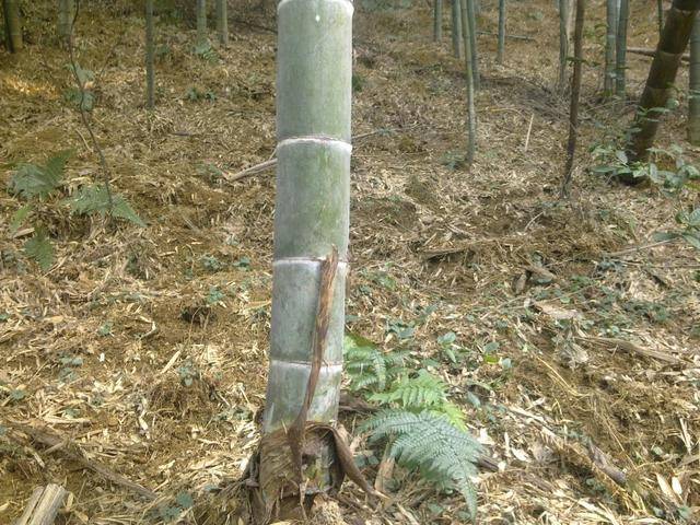 又到挖毛竹冬笋的季节,农村奶奶说了三步,学会轻松挖到冬笋