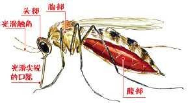 公蚊子口器图片