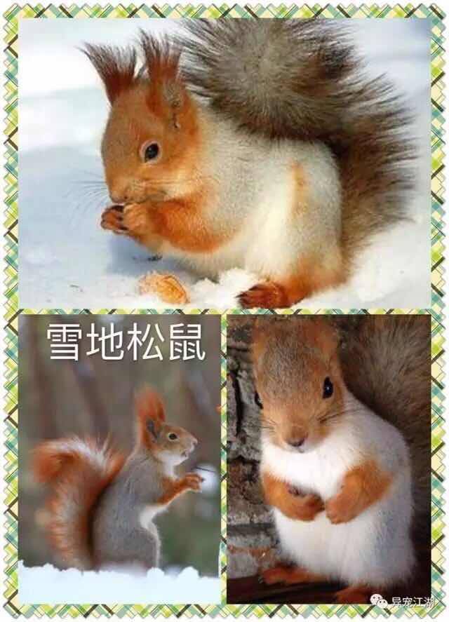 魔王松鼠价格雪地松鼠怎么饲养_搜狐网