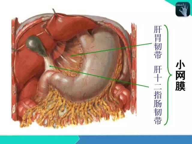 精品課件| 肝膽,門靜脈解剖