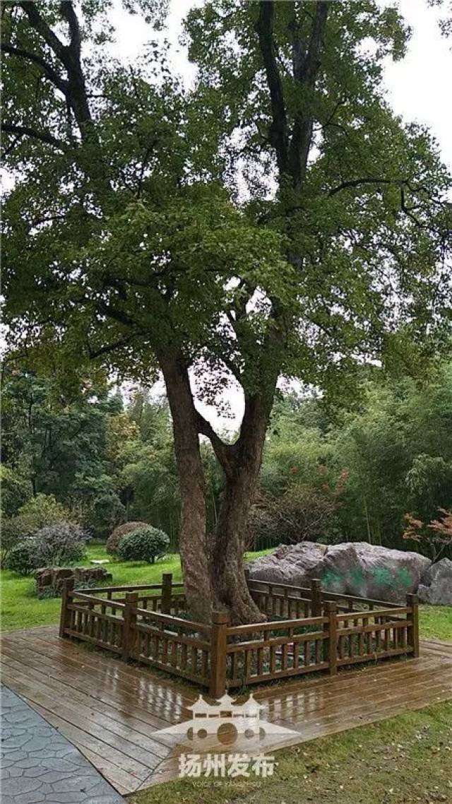 知道吗咱瘦西湖连理枝要火了