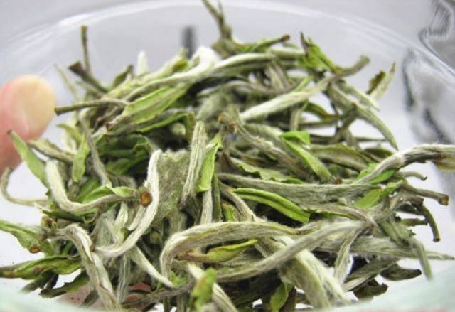 白牡丹茶的魅力：一场春天的视觉盛宴