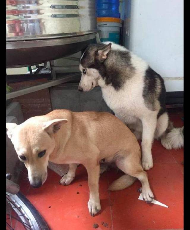 主人买的树被哈士奇和土狗一起拆了,田园犬:是二哈指使我干的!