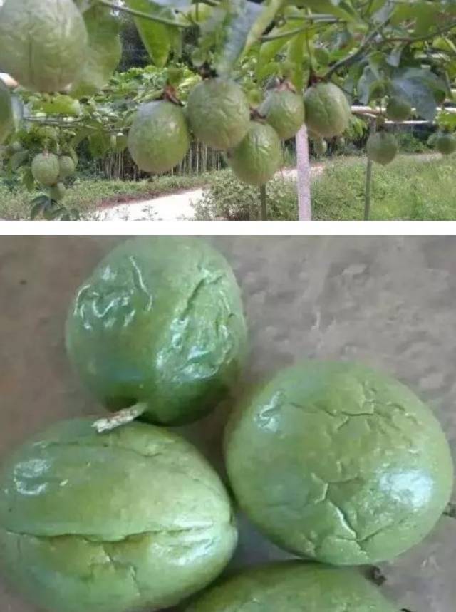 百香果皱果不一定是上病了,缺素看完这个你就懂了