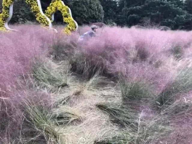 抖音爆红的梦幻粉色花海再次惊艳亮相!就在深圳隔壁还免费!小猫趣玩
