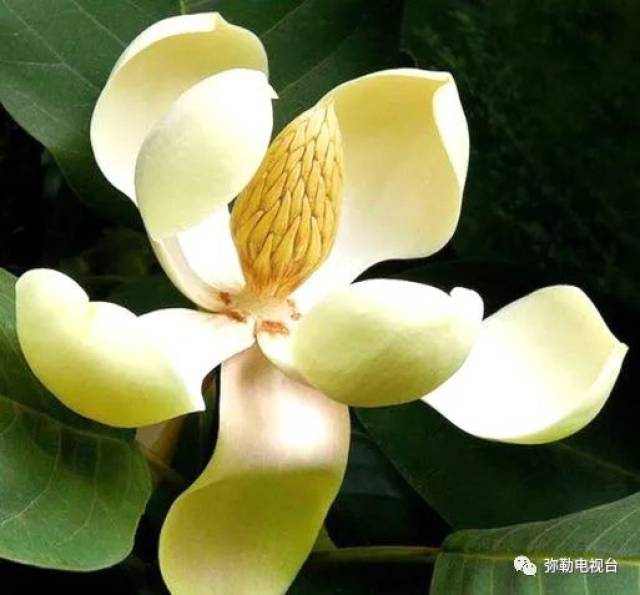 弥勒所有市民:"市树市花"投票来啦!快来参与