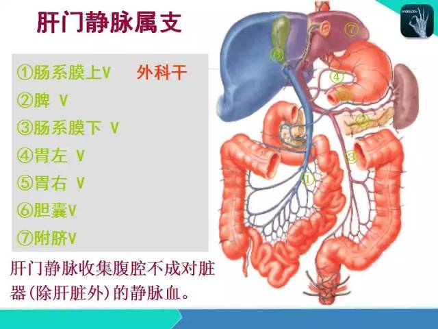 精品课件 肝胆,门静脉解剖