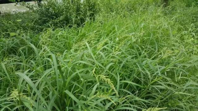 小麦除草经验总结【附高清杂草图谱】