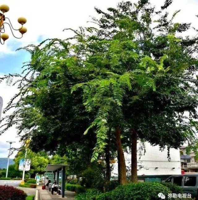 福州市花市树图片