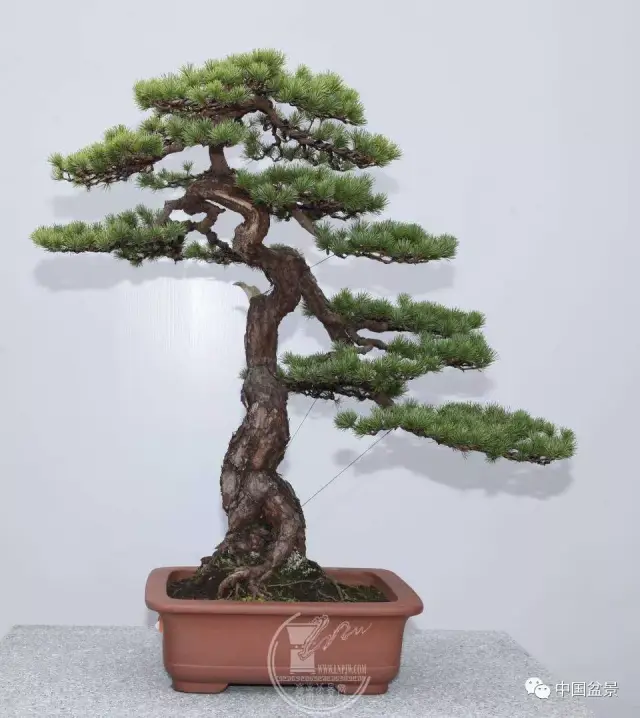 把更多的获奖机会留给大家——2018(bci)盆景精品展参展不参评作品巡