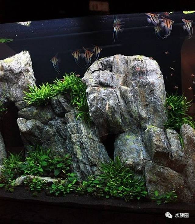 国外大型原生缸造景,这么大石头第一次见!