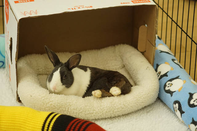 治小兔子耳螨难不难,治兔子耳螨会麻烦吗