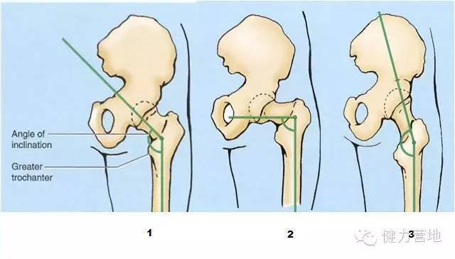 这几个不同点决定了你髋部的运动幅度大小和在不同髋部姿势下肌肉在