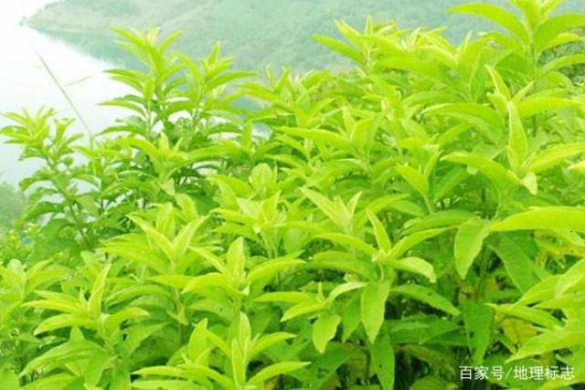 贵州十大苗药,天然冰片原料,能开窍醒神,清热止痛生肌!