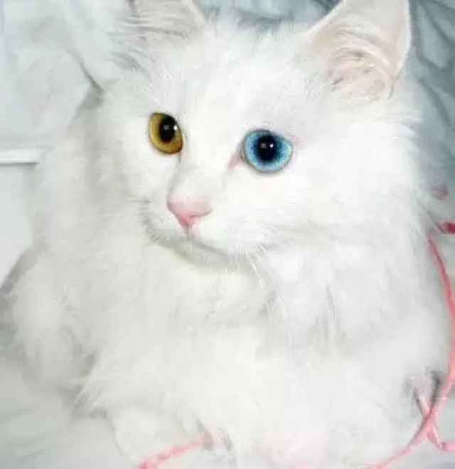 摄人心魄的黄蓝异瞳美猫——谁能读懂它背后的痛苦