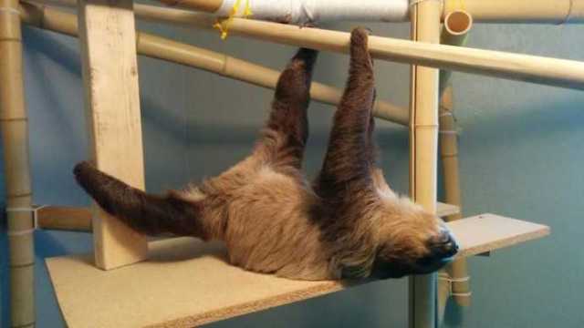 动物们滑稽的睡觉姿势,可爱的像个孩子-搞笑频道-手机搜狐