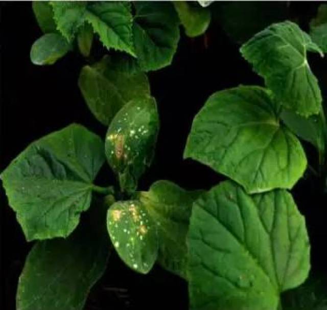 茄子上嘧霉胺药害