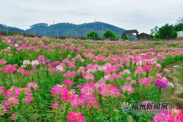 醉蝶花层层叠叠 形成一层层花海"梯田 鲜艳的醉蝶花 如蝴蝶般翩翩