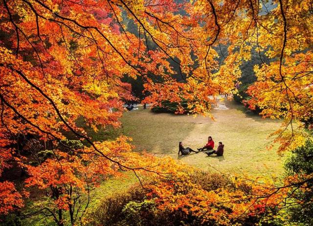 关于举办庐山风景名胜区2018年首届赏枫节的公告