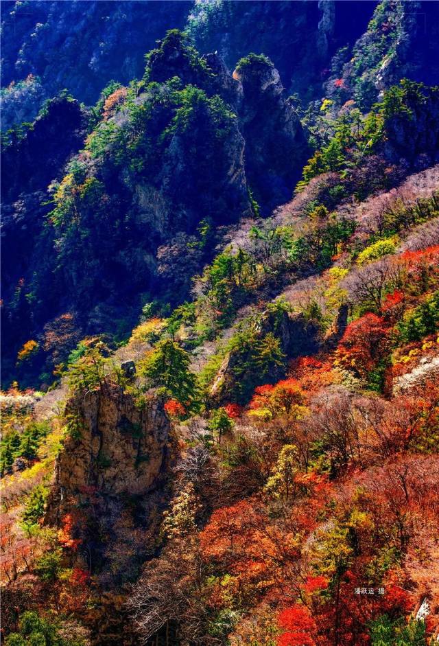 深秋季节,老君山崇山峻岭红叶有多美?
