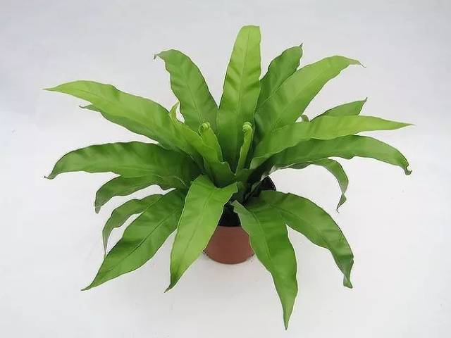 有一种植物非常喜阴!耐看,好养,还除异味