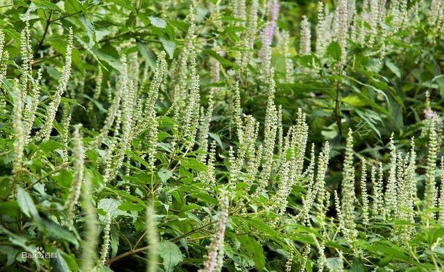 香薷草在不同的地区有不同的叫法,石香薷,细 叶香藿(湖南),蓼刀竹