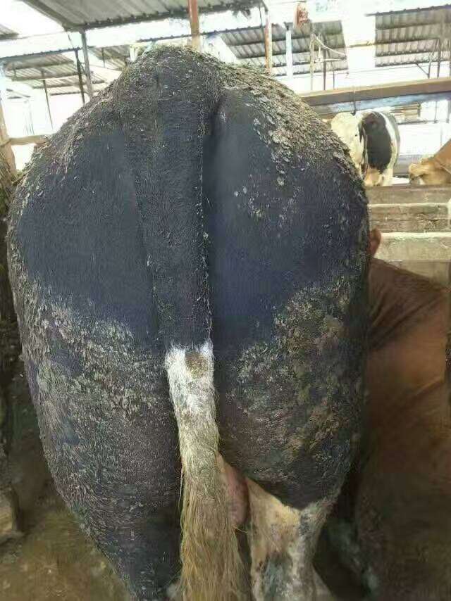 酒糟养牛饲料配方 酒糟喂牛需要注意的事项?