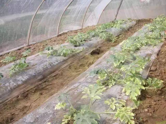 1分钟学会识别药害