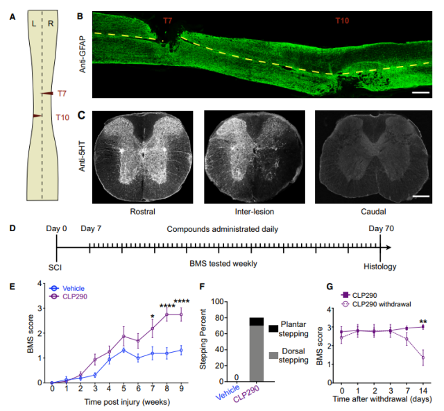 《cell》脊髓损伤有被恢复的可能?