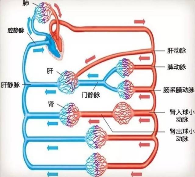 肝脏内的血液循环图解图片