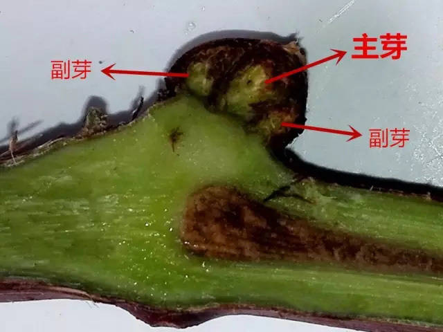 细说葡萄花芽分化及提高花芽质量的措施