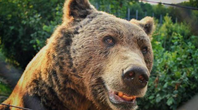 08 摄图网俄罗斯大熊作为一个如此爱喝酒的民族,传统的酒精饮料是极