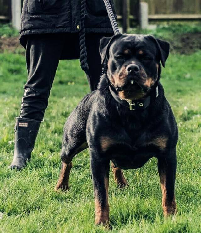 罗威纳犬杜宾犬和卡斯罗犬谁才是真正的家庭护卫王者