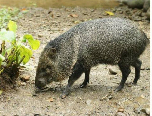 草原西貒是一种栖息在巴拉圭,玻利维亚及阿根廷干旱丛林的西猯科.