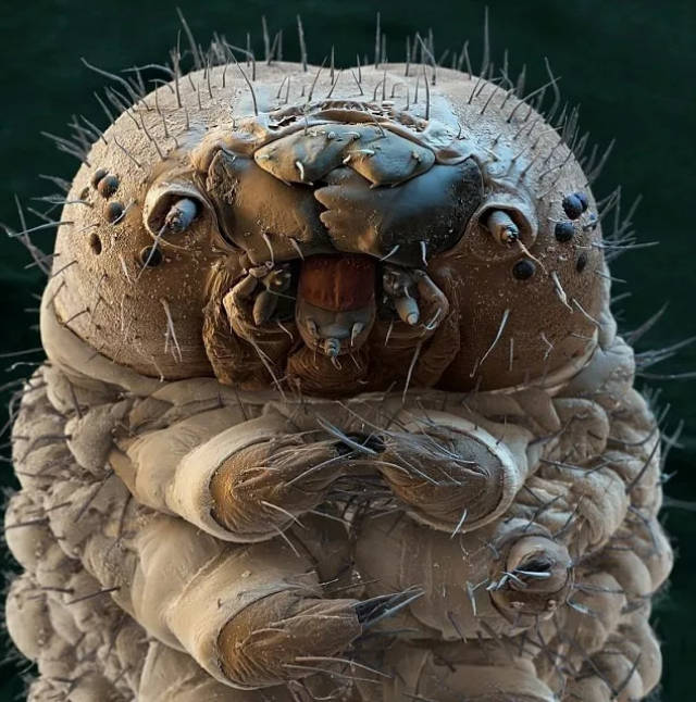 在潮湿的土壤中繁殖,而不是在水中繁殖沙蝇幼虫你养的汪身上可能有,先